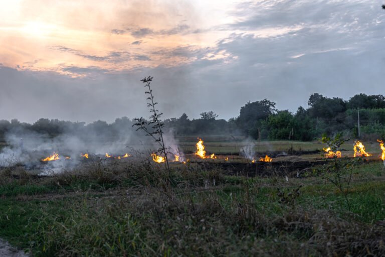 Fire in the steppe, the grass is burning destroying everything in its path